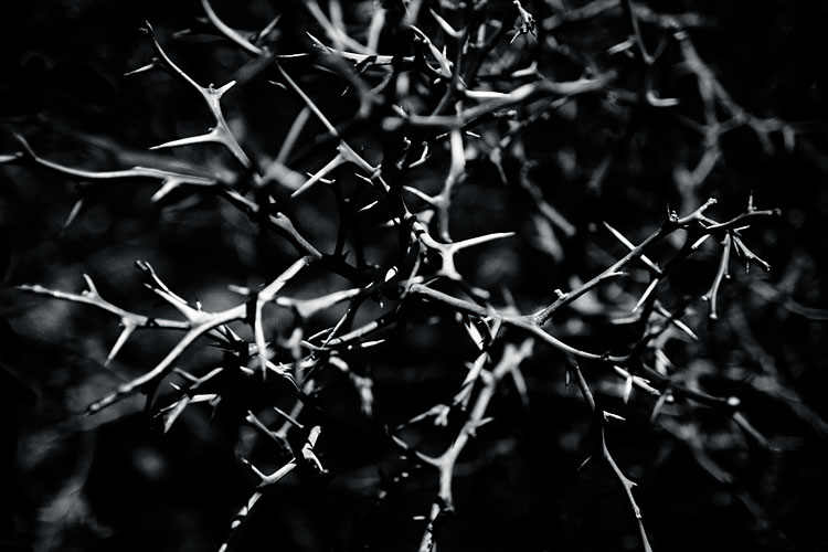 thorns2-duotone