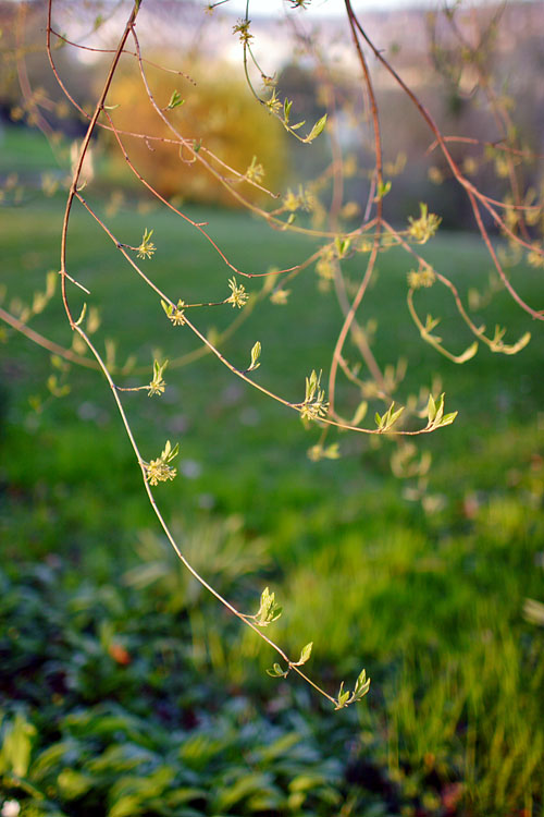 click image to enter dnik.ch